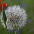 Pusteblume im Mohnfeld