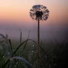 Pusteblume im morgendlichem Licht