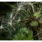 Pusteblume im Morgenlicht