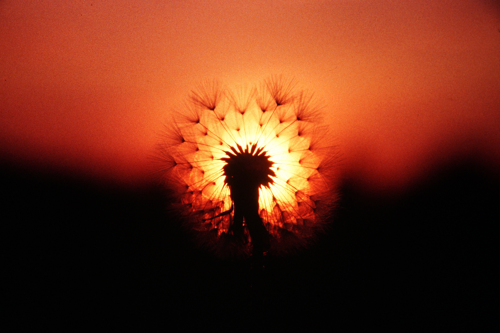 Pusteblume im Morgenlicht