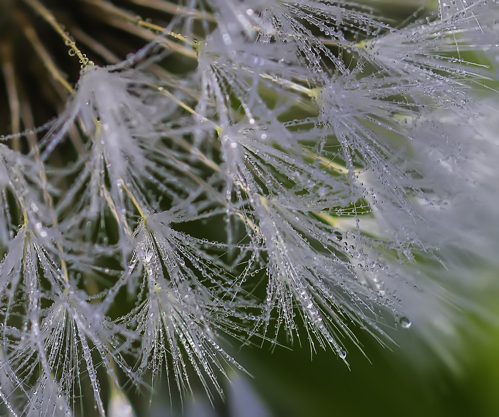 Pusteblume im Morgentau