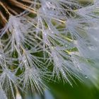 Pusteblume im Morgentau