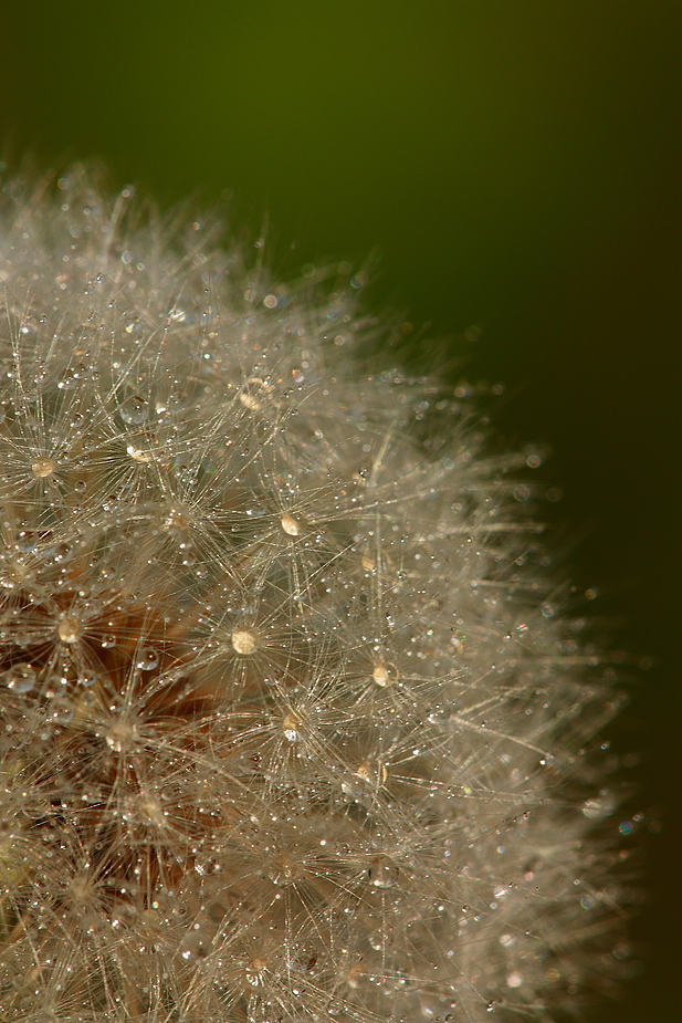 Pusteblume im Morgentau