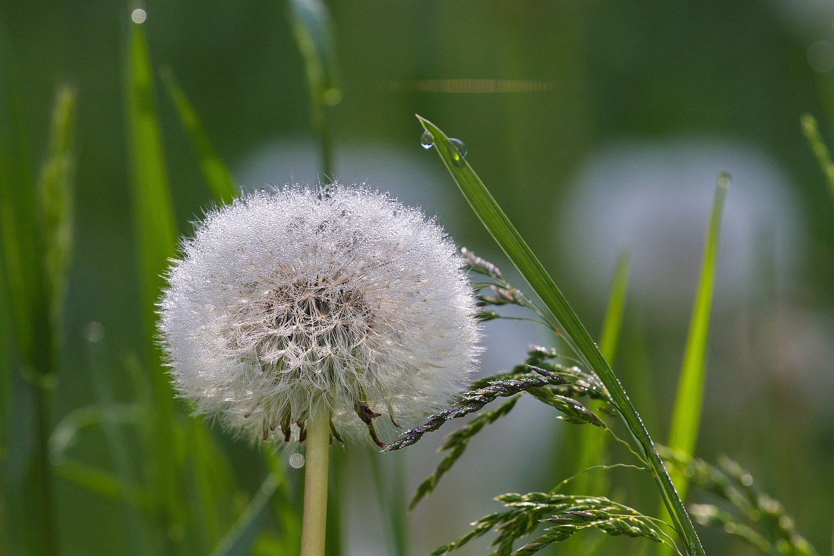 Pusteblume im Morgentau