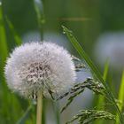 Pusteblume im Morgentau