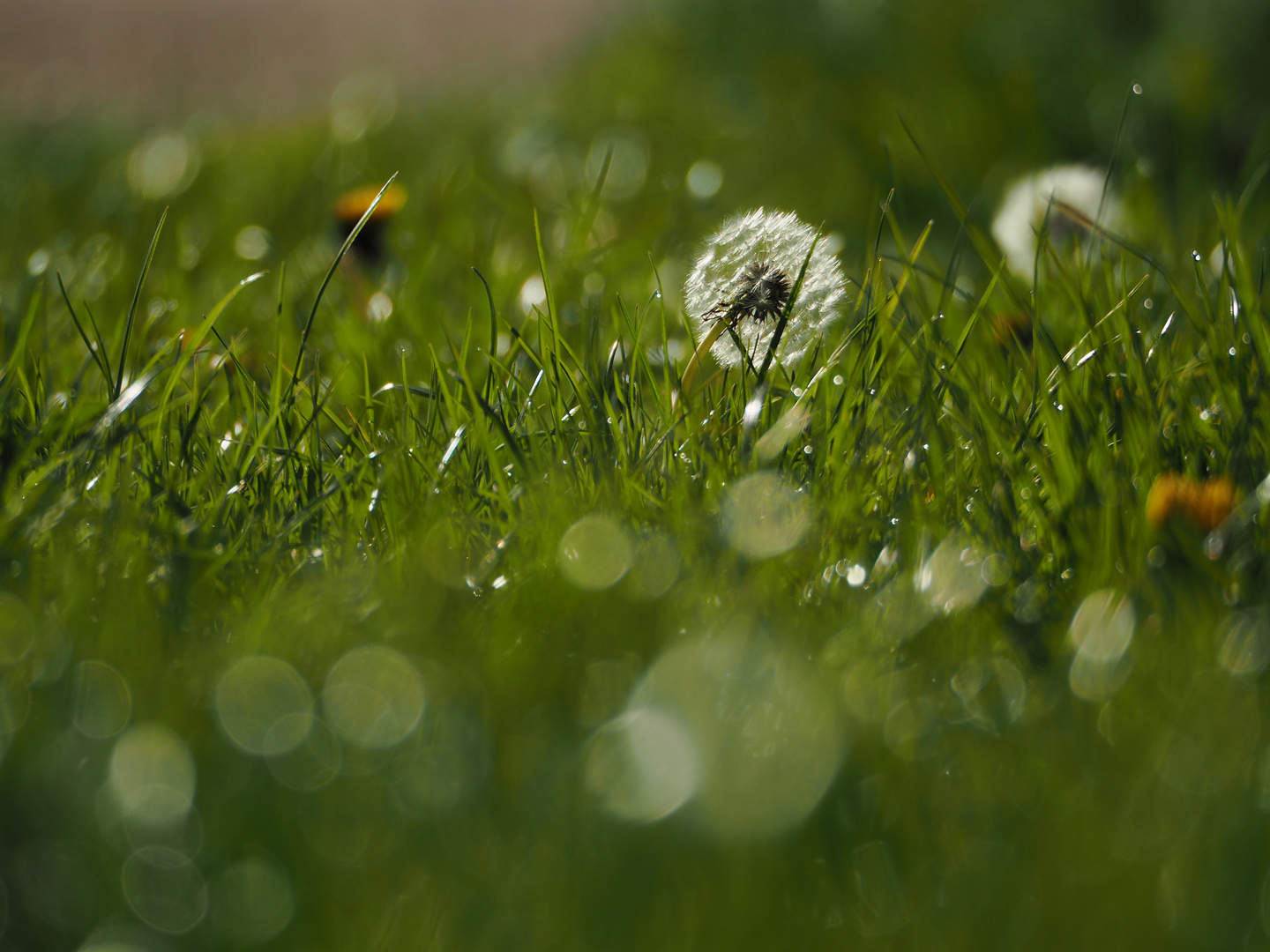 Pusteblume im Morgentau