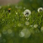 Pusteblume im Morgentau