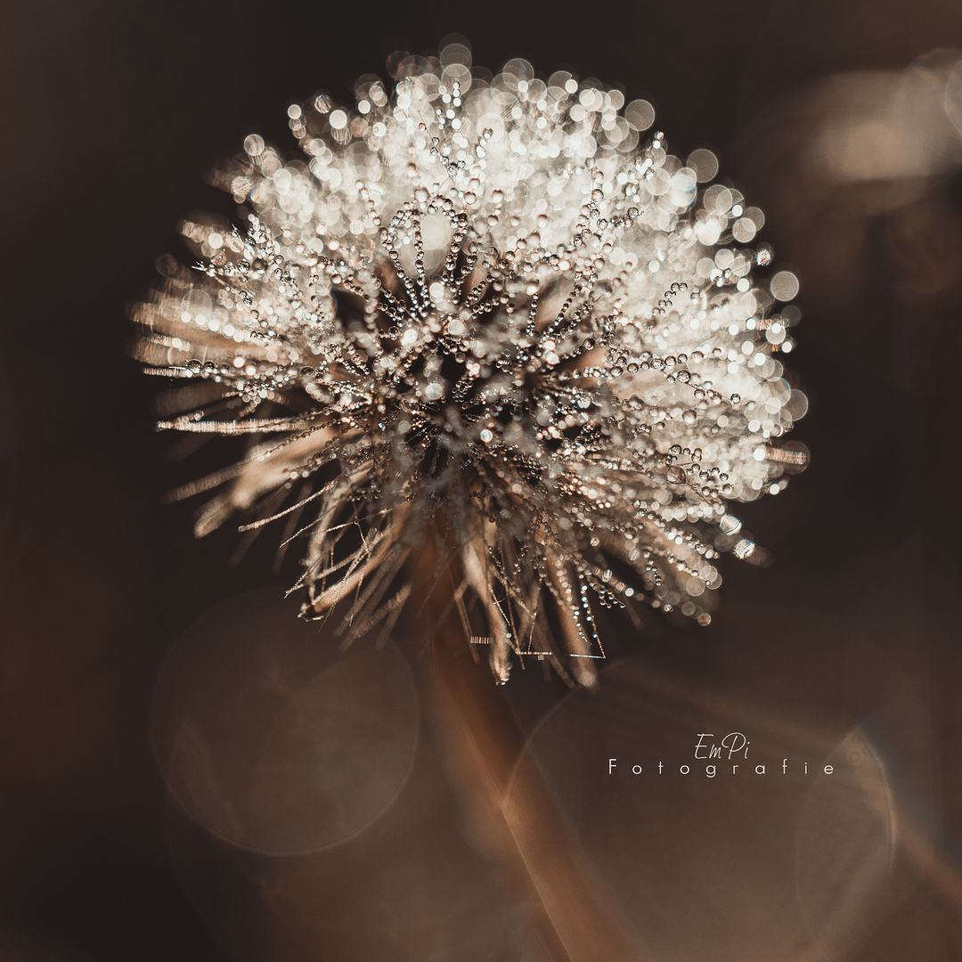 Pusteblume im Morgentau 