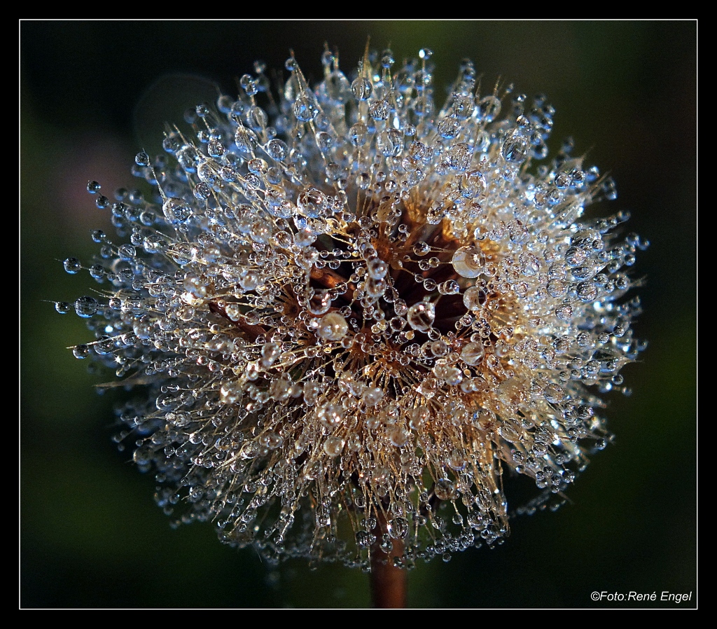 Pusteblume im Morgentau