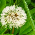 PusteBlume-im-MorgenTau