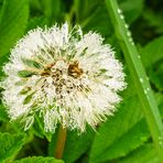 PusteBlume-im-MorgenTau