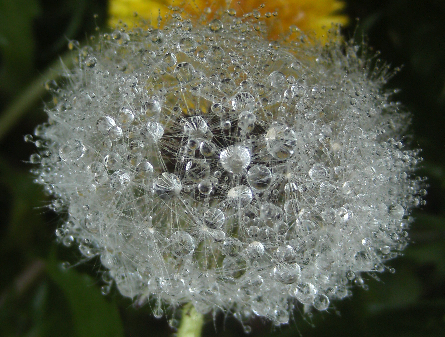 Pusteblume im Morgentau