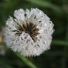 Pusteblume im Morgentau