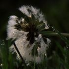 Pusteblume im Morgentau