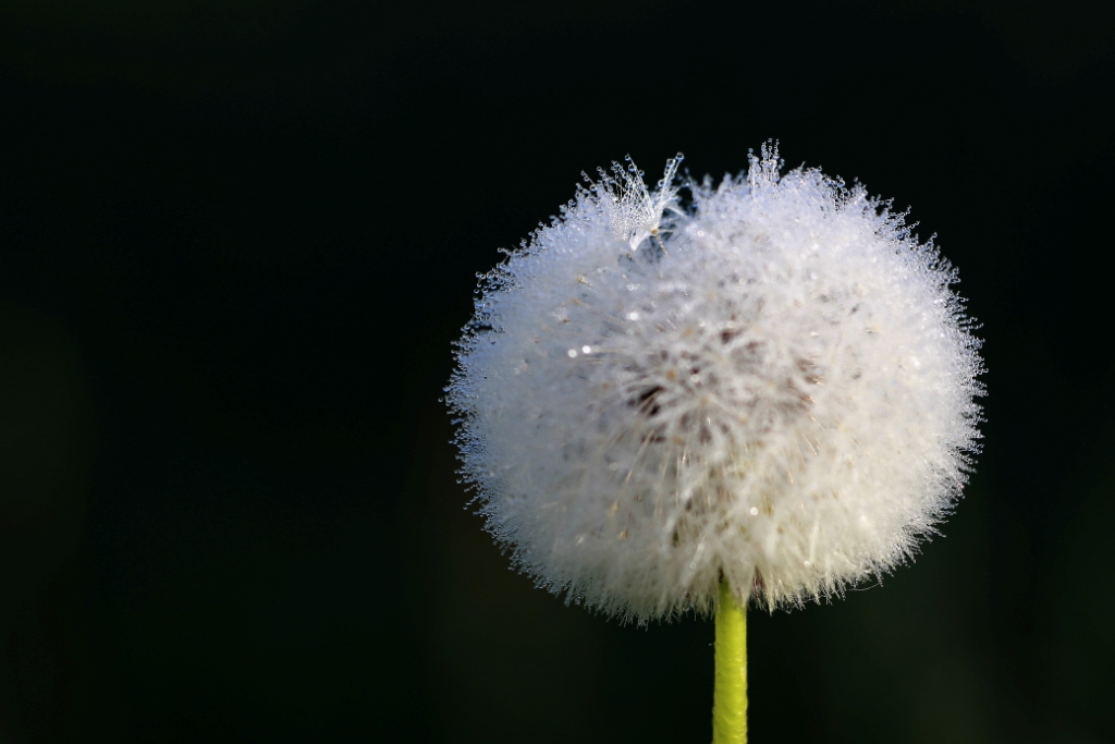 Pusteblume im Morgentau