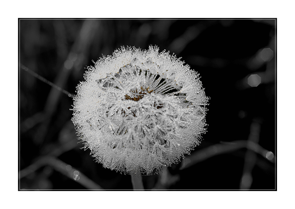 Pusteblume im Morgentau....