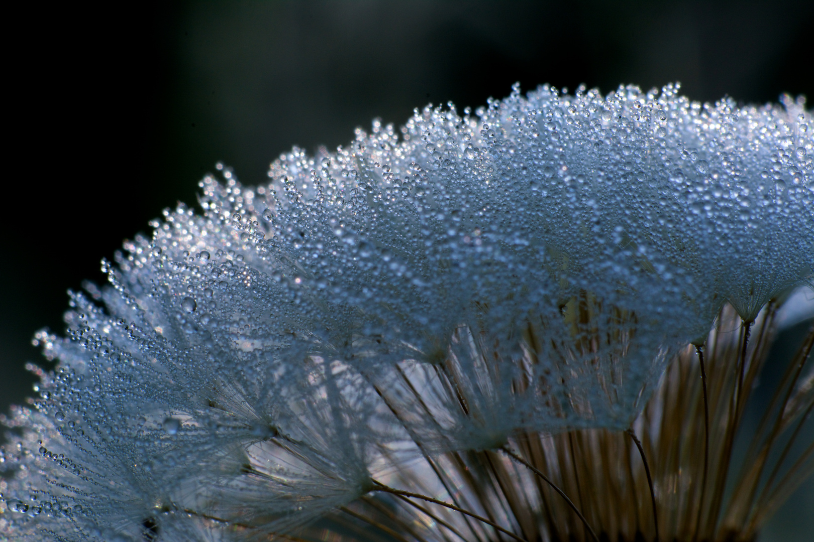 Pusteblume im Morgentau