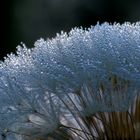 Pusteblume im Morgentau