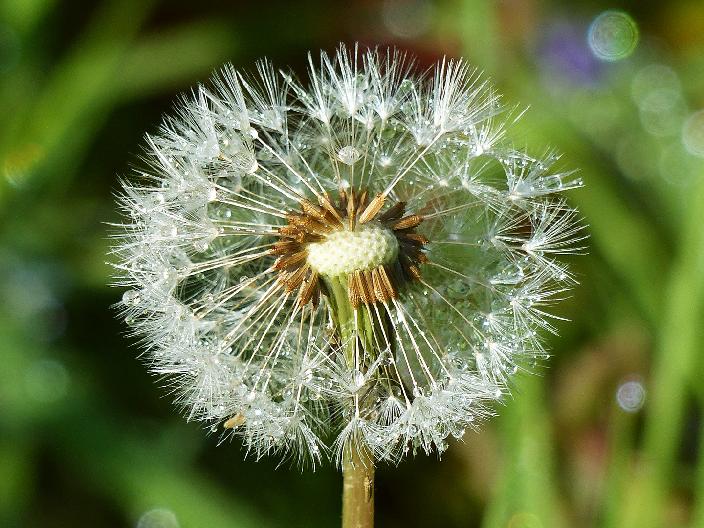 Pusteblume im morgentlichen Tau