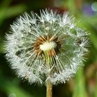 Pusteblume im morgentlichen Tau