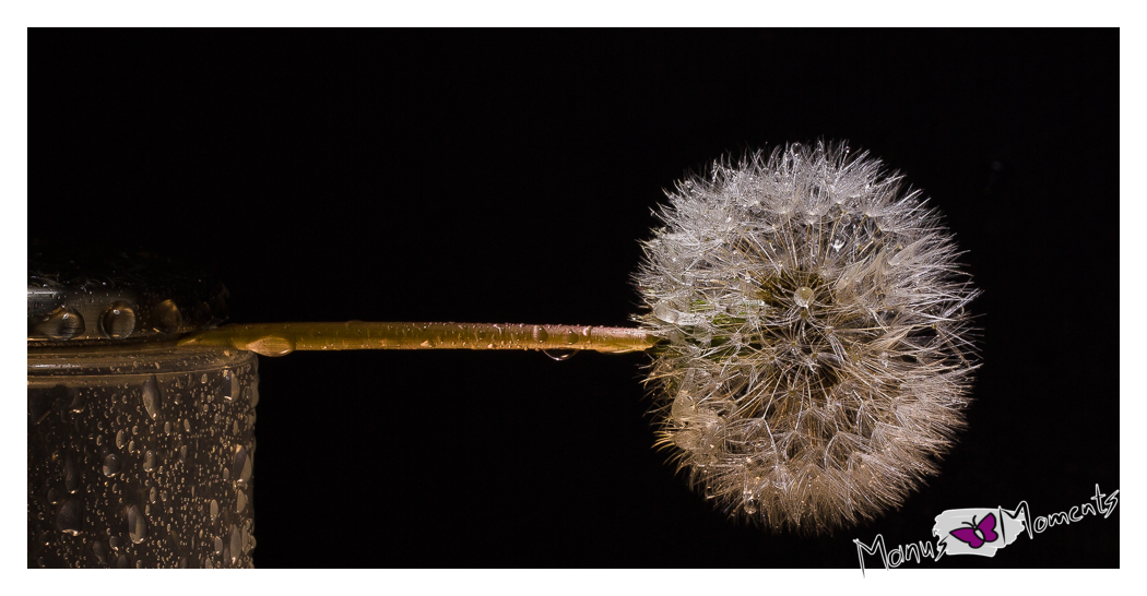 Pusteblume im Nassen