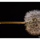 Pusteblume im Nassen