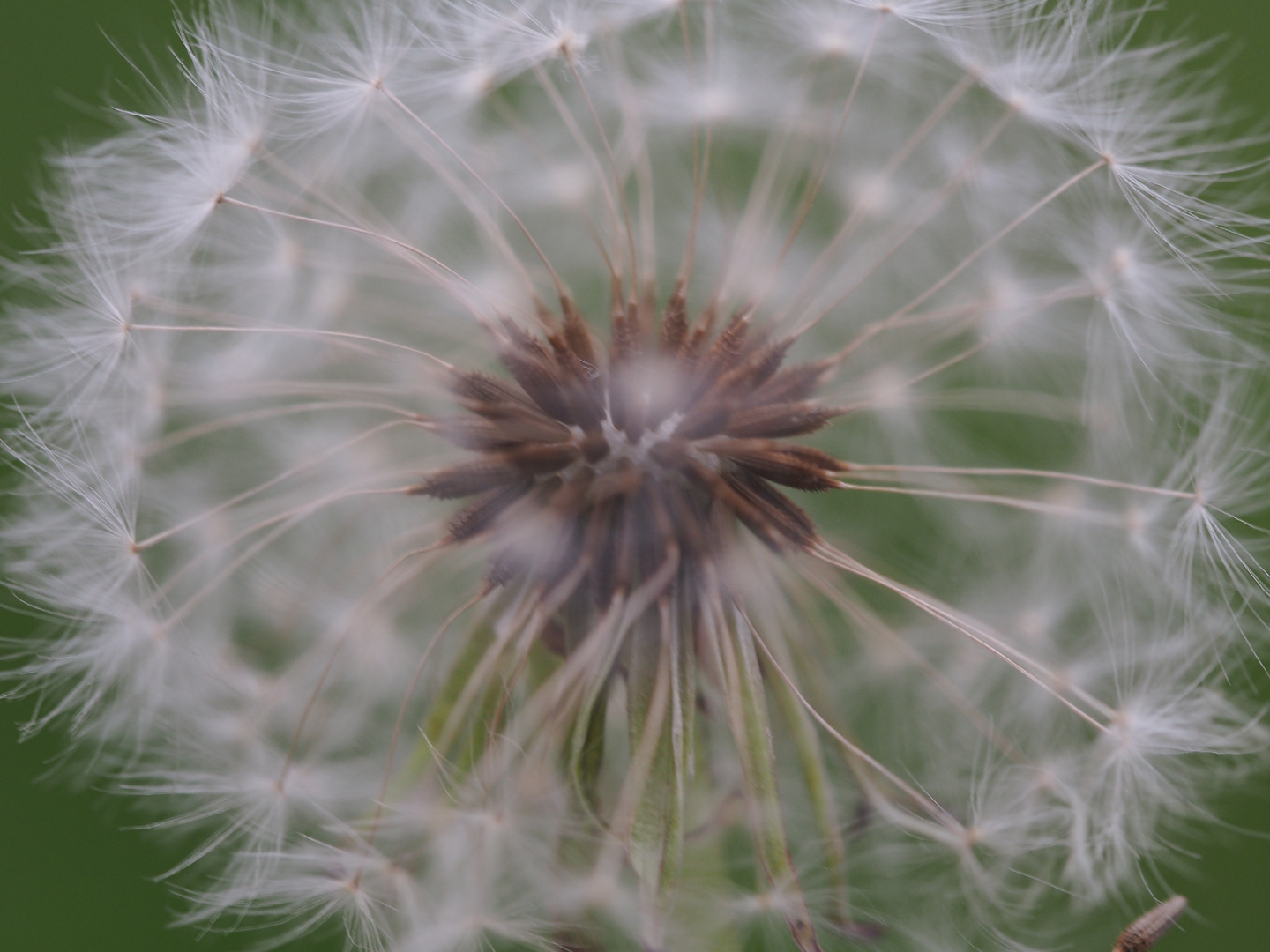 Pusteblume im November