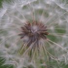 Pusteblume im November