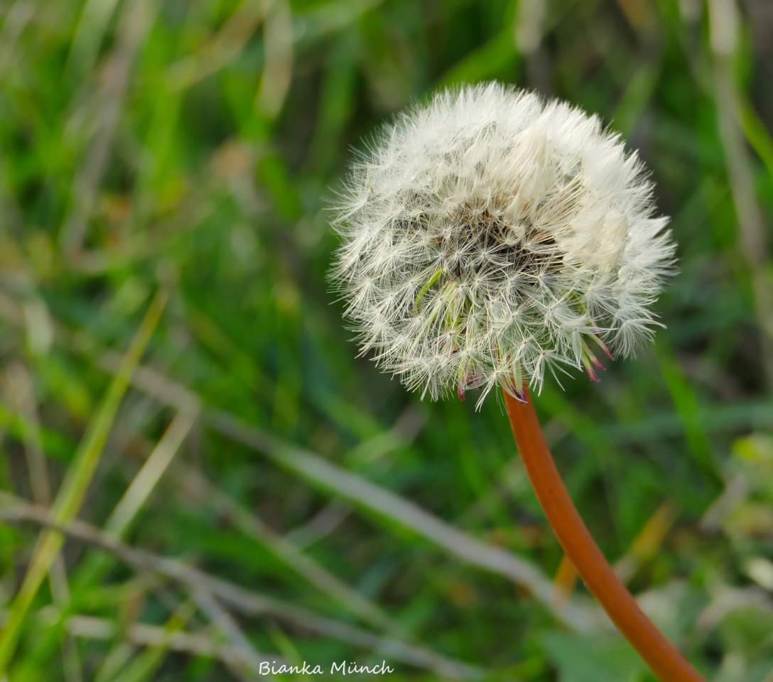 Pusteblume im November