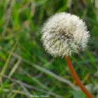 Pusteblume im November