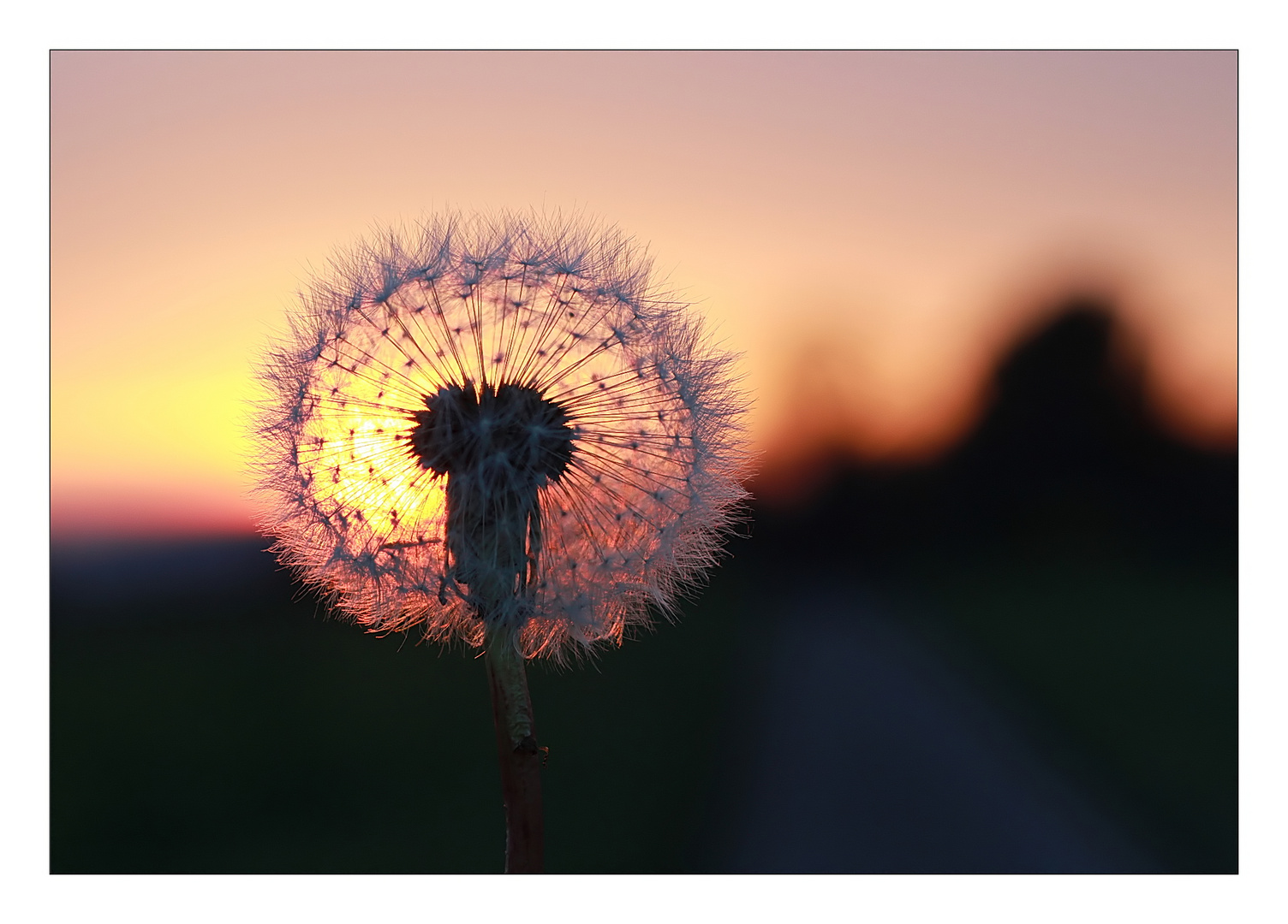 Pusteblume im November.....