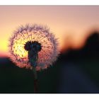 Pusteblume im November.....