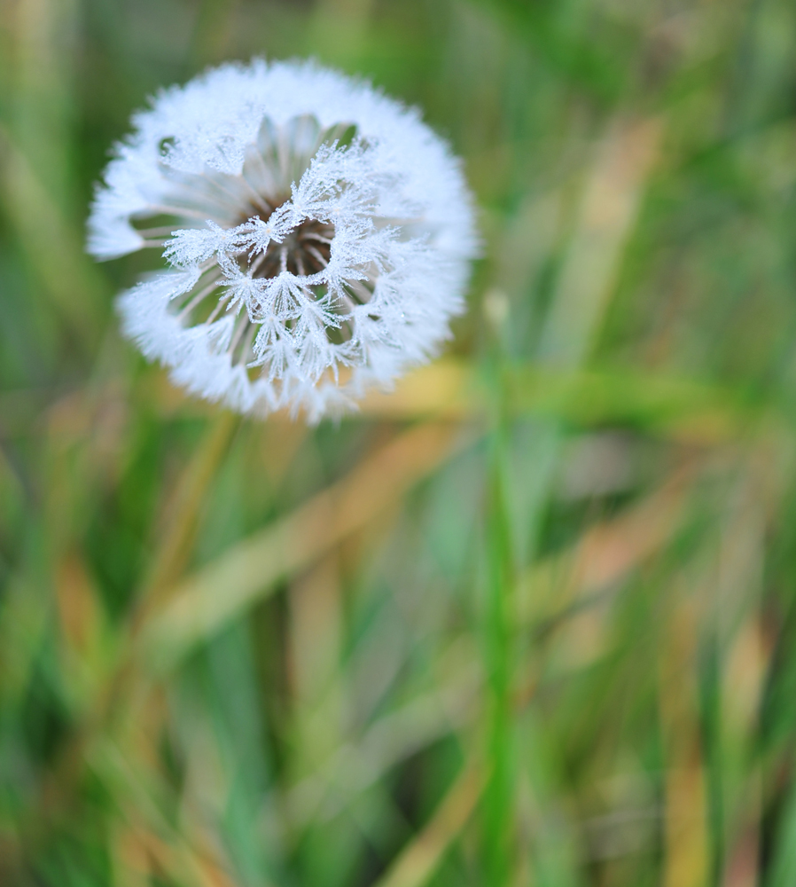 Pusteblume im November