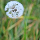 Pusteblume im November