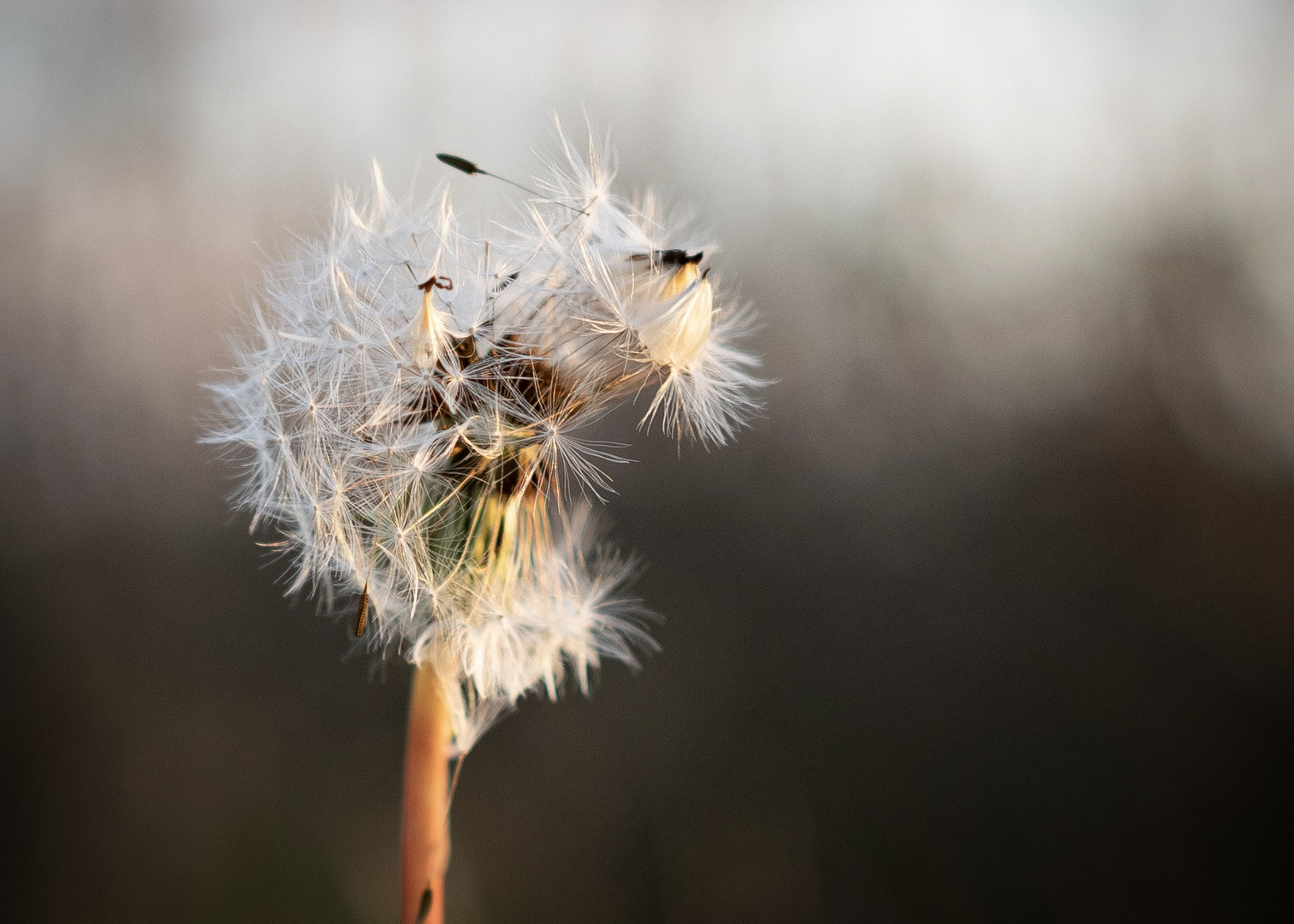 Pusteblume im November