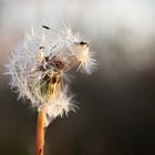 Pusteblume im November