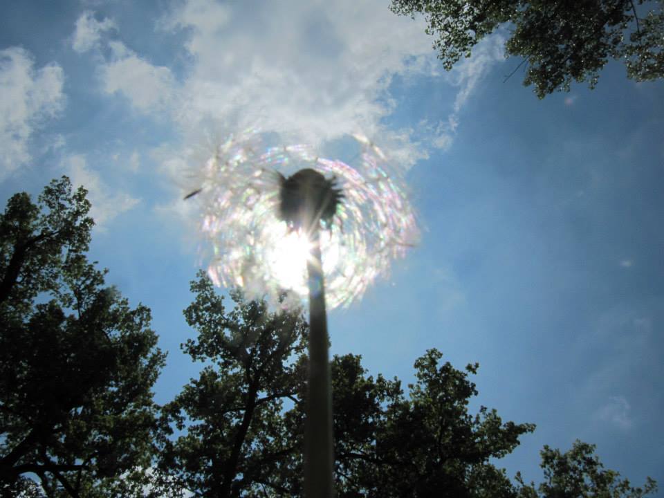 Pusteblume im Park