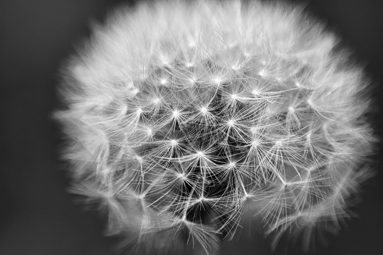 Pusteblume im Portrait