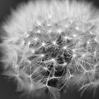 Pusteblume im Portrait