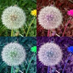 Pusteblume im Quadrat