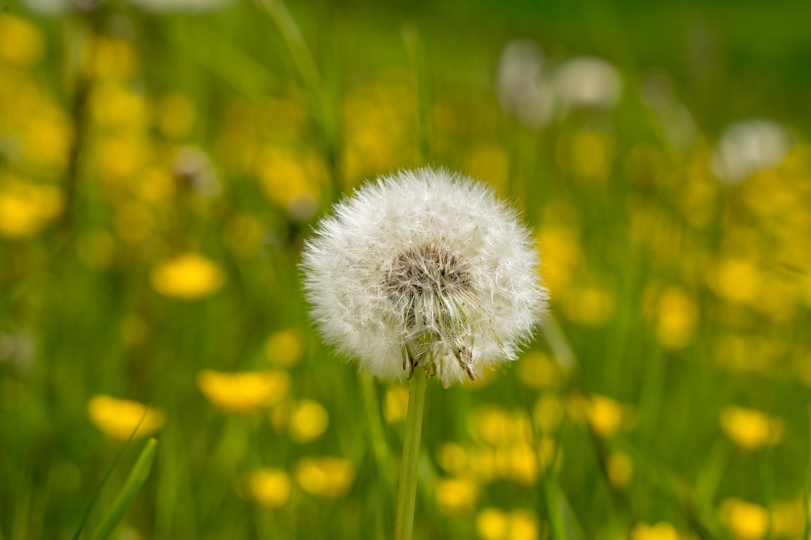 Pusteblume im Rapsfeld