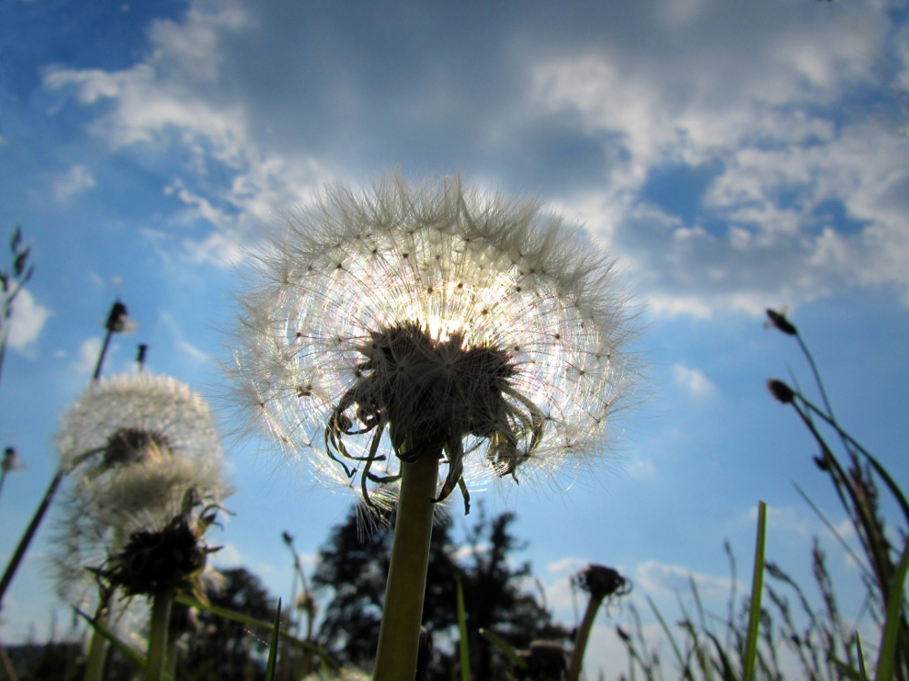 Pusteblume im rechten Licht