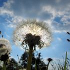 Pusteblume im rechten Licht