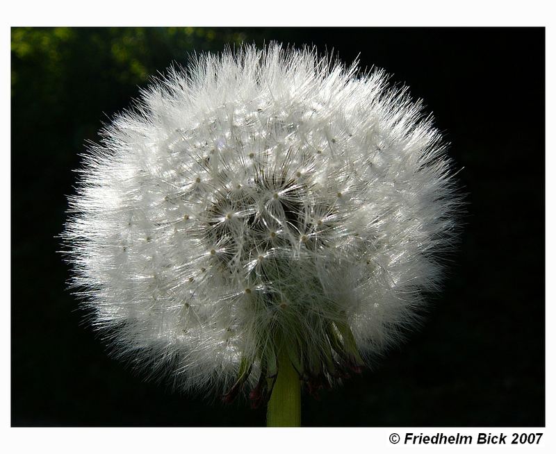 Pusteblume im rechten Licht