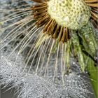 Pusteblume im Regen 2