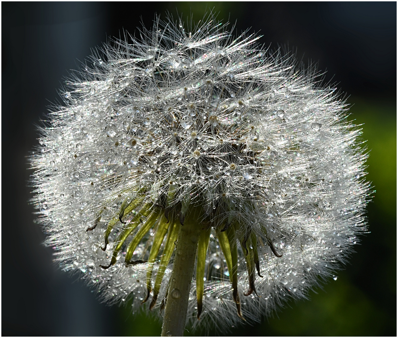 Pusteblume im Regen