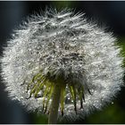 Pusteblume im Regen