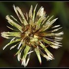 Pusteblume im Regen