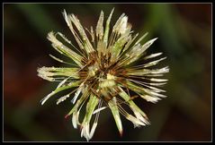 Pusteblume im Regen