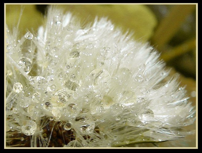 Pusteblume im Regen